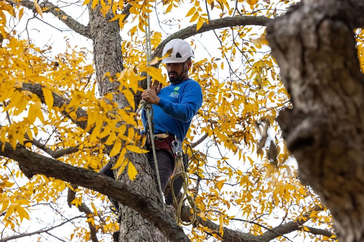 Skilled Tree Planing crew working in Saint Augustine